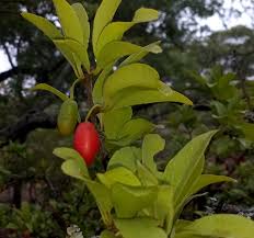 Image result for Siphonochilus longitubus