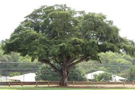 Image result for Fuirena microcarpa