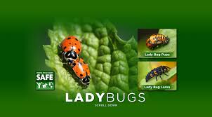  frist comes the eggs then they come larva next they turn into a pupa last they come a lady. Lady Bugs Organic Control Inc