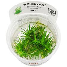 Image result for Eriocaulon