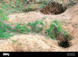 Wildlife dens in the ground . Underground holes for animals Stock Photo -  Alamy
