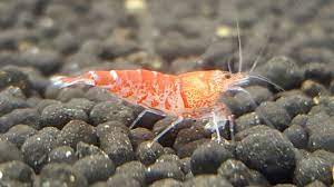 Red Tiger Shrimp Freshwater Aquarium Shrimp Shrimp Tiger Shrimp