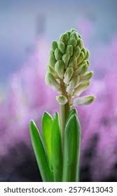 Image result for Hyacinthaceae