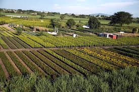 El sueldo medio para el puesto de ingeniero agrónomo en méxico es de $ 12,196.82 al mes. Especial Ingenieria Agronoma Una Carrera Que Se Transformo El Sol De Cuautla Noticias Locales Policiacas Sobre Mexico Morelos Y El Mundo