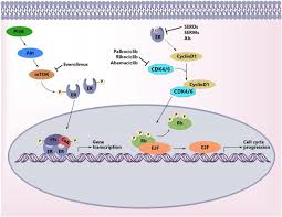 Image result for Selective Estrogen Receptor Modulator