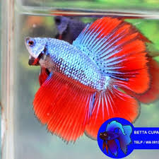 Karena kecantikannya tersebut banyak orang yang ingin memiliki ikan cupang ini meski dengan harga termahal sekalipun. Wa 0813 3138 6118 Bibit Ikan Cupang Hias Bibit Ikan Cupang Kediri Bibit Ikan Cupang Yang Bagus By Jual Agen Grosir Cupang