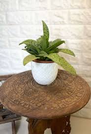 Image result for Xerophyta kirkii