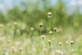 Image result for Coldenia procumbens