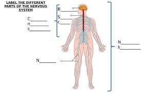 The digestive system is a pretty important part of your body. Nerve Cell Nervous System Diagram Label Worksheets Differentiated Teaching Resources