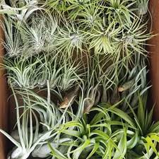 Image result for Tillandsia