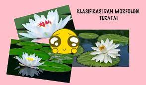 Maybe you would like to learn more about one of these? Klasifikasi Dan Morfologi Tanaman Teratai Lengkap Pelajar Belajar