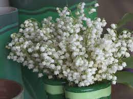 Convallaria Growing Tips Walters Gardens Inc