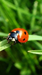 Are Black And Red Ladybugs Poisonous Pin By Linda Deloach On Ladybug Ladybird Beautiful Bugs Animals Beautiful