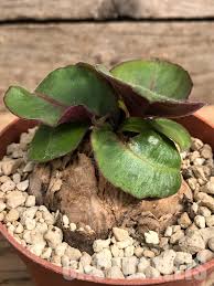 Image result for Aeollanthus subacaulis