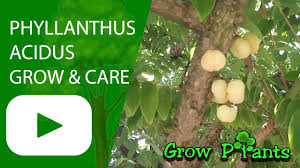 The cape gooseberry can be grown in almost any environment and is an easy plant to care for. Phyllanthus Acidus Grow Care Harvest Star Gooseberry Youtube