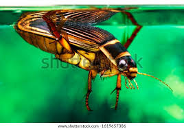 Image result for Dyschoriste multicaulis