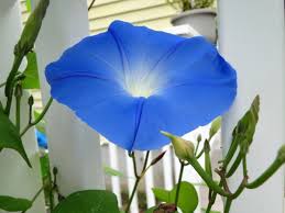 Best good morning hd images, wishes, pictures and greetings good morning can be sweet with birds voice and worst by listening to alarm voice. Blue Flower Morning Glory Free Stock Photos In Jpeg Jpg 3456x2592 Format For Free Download 1 69mb