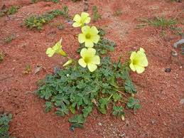 Image result for Oxalis pes-caprae