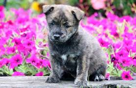 Click here to view dogs in new jersey for adoption. Cairn Terrier Mix Puppies For Sale Puppy Adoption Keystone Puppies