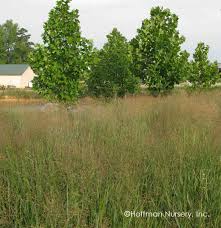 Image result for Panicum peteri
