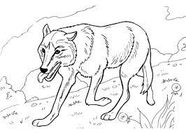 Keine entscheidung bei problem wolf ausdrucken. Ausmalbilder Wolf Zum Ausdrucken 1ausmalbilder Com
