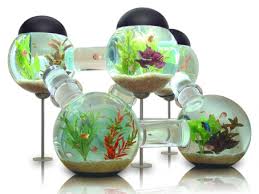Desain aquarium air tawar infoikan.com sudah tahu model aquarium hias? Aksesoris Akuarium