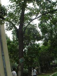 Raisintree is a delicious powdered beverage that contains hovenia dulcis (h. Japanese Raisin Tree Seed Sweet Edible Fruit Frost Hovenia Dulcis Zhong Wei Horticultural Products Company Top Quality Plant Seeds Vegetables Trees Herbs