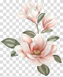 Flores White Magnolia Flower Transparent Background Png Clipart Hiclipart Alta calidad, png imágenes con fondo transparente o archivos psd en capas, 300 dpi, descargar. flores white magnolia flower