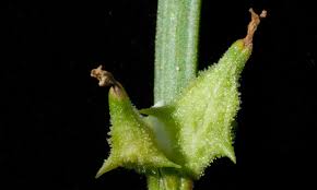 Image result for Oxygonum sinuatum