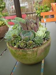 Indoor Outdoor Succulent Gardens Great Look Easy To Care For And You Can Put It Outside Come Summe Succulents Succulents In Containers Succulent Gardening