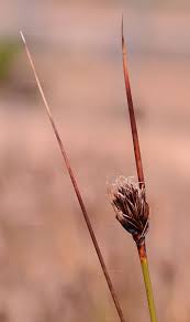 Image result for Thesium nigricans