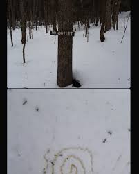 Ted Carey, Walk in the Woods, 2025