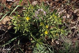 Image result for Afroqueta