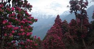 La Vie En Rose Incredible Rhododendron Forests In Bloom Every View Is Like A Postcard Nepal Nepal Rhododendron Places To Go The Incredibles