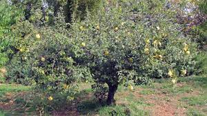 Apple, orange, lemon, lime, banana, cherry, olive, peach, pear Rescue These Rare Heirloom Fruit And Nut Trees Sunset Magazine