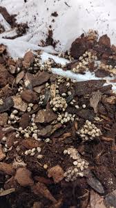 Image result for Chaseella pseudohydra