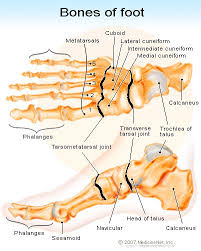 What is the easiest way to break a toe or ankle? Broken Pinky Big Toe Treatment Recovery Time Signs Pictures