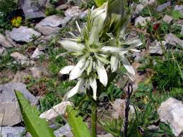 Image result for Swertia erosula