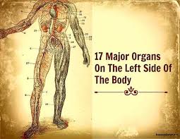 The abdomen contains all the digestive organs, including the stomach,. Organs On Left Side Of Body Major Organs On Left Side On Human Body
