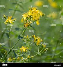 Image result for Hypericum quartinianum