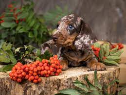 How Big Does A Miniature Dachshund Get