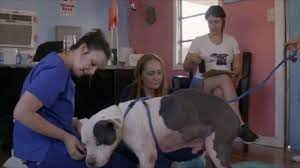 Pit Bulls And Parolees Pregnant And Caring For Hundreds Of Dogs Facebook
