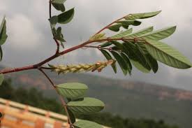 Image result for Indigofera astragalina-hirsuta