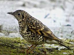 Image result for トラツグミ