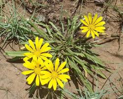 Image result for Gazania krebsiana