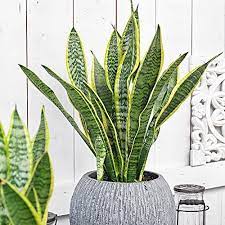 Snake plants are very popular species of indoor houseplants. Snake Plant Sansevieria Trifasciata à¤¸à¤œ à¤µà¤Ÿ à¤ª à¤§ à¤¡ à¤• à¤° à¤Ÿ à¤µ à¤ª à¤² à¤Ÿ Ankit Nursery Noida Id 22220673933