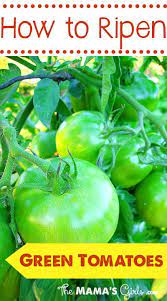 How To Ripen Green Tomatoes Ripen Green Tomatoes Tomato Garden Fall Garden Vegetables