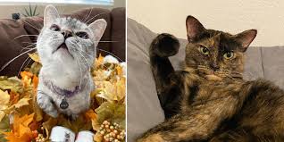 From ellie to oliver, these are the top 100 cat names of 2020! Something Pawsitive About 2020 The Most Popular Cat Names Cole Marmalade