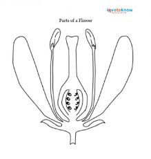 Examine a flower diagram, and you'll see that flowers consist of several parts. Parts Of A Flower Lovetoknow