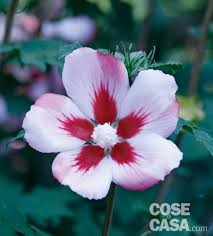 Foto di fiori vari, foto di prati fioriti, foto di prati in. La Siepe Fiorita Tutto L Anno Cose Di Casa